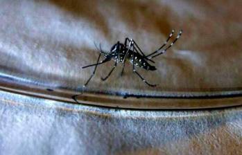 El dengue es una enfermedad que se transmite por la picadura del mosquito Aedes aegypti. FOTO COLPRENSA