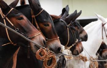 El Congreso aprobó la Ley Bartolo, una norma que reconoce a Titiribí como Capital Mundial de la Mula de Silla. Foto: tomada de redes de la Alcaldía de Titiribí
