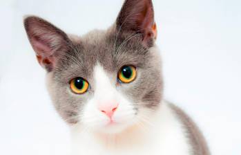 Considerados los animales de compañía más queridos por los humanos, los pequeños felinos tienen tres días en el año que celebran su existencia. Foto: Pixabay. 