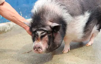 Los cerditos fueron rescatados de lugares donde padecían condiciones de vulnerabilidad. FOTO: ALCALDÍA