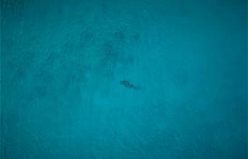 Los tiburones son una especie protegida en el Archipiélago de San Andrés. FOTO: Cortesía www.coralina.gov.co