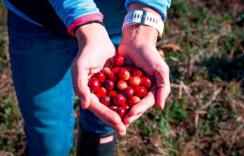 El color rojo es característico del cranberry de Estados Unidos. FOTO: CORTESÍA