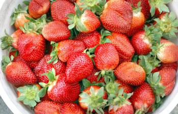 Las fresas son bajas en calorías, tienen alrededor de 36 calorías por 100 gramos (4 o 5 fresas). FOTO: Archivo El Colombiano
