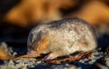 El ADN electrónico ayudó a confirmar que el topo dorado de De Winton aún vive en las playas de Sudáfrica. FOTO: Europa Press