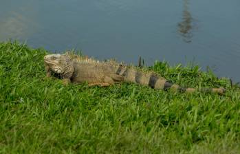 Las iguanas necesitan espacios abiertos para regular su temperatura. Por estos días, buscan el sol para aparearse y desovar. FOTO: Jaime Pérez