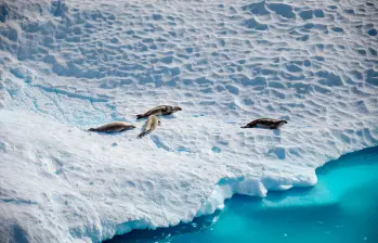 La Antártida, con su vasto silencio electromagnético y kilómetros de hielo intacto, se ha convertido en uno de los pocos lugares del planeta capaces de revelar señales cósmicas que escapan a toda explicación conocida. FOTO Pixabay