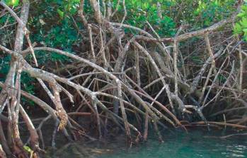 Un manglar de Florida. Foto: Cortesía NOAA.