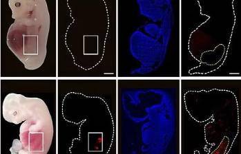 Así va el órgano incubado en un embrión de cerdo. FOTO: Wang, Xie, Li Li y Zhang. Stem Cell. 
