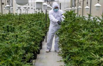 El Sena hace acompañamiento a proyectos de estudio con cannabis medicinal