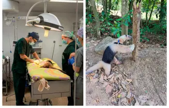 Fue necesario un equipo interdisciplinario para hacer la intervención. Se espera que el ejemplar quede en condiciones óptimas para sobrevivir. FOTO: CORANTIOQUIA