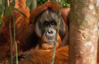 El orangután tenía una herida en su rostro y con un ungüento natural que él mismo “preparó” se curó. Imagen de referencia. FOTO: Cortesía WWF