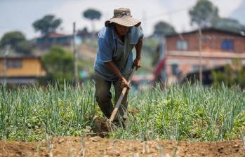 La reforma agraria que se pactó en el Acuerdo de Paz prometió la compra de tres millones de hectáreas para los campesinos. FOTO manuel saldarriaga