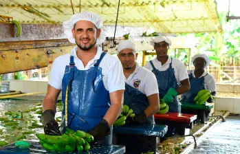 Sector bananero, empleo digno para Urabá