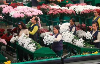 El sector floricultor antioqueño representa el 27% de las exportaciones totales de flores del país. FOTO Esneyder Gutiérrez