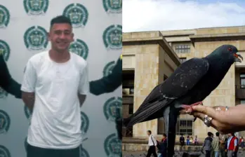 Ronald Stiven Trigos Rodríguez ya habría cometido ataques similares en Ocaña. En el más reciente habría decapitado a diez palomas. Foto: Fiscalía, Colprensa.