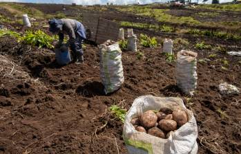Las papas sobresalen por observar una variación de 78,24% en el año, muy por encima del promedio nacional de inflación. FOTO EL COLOMBIANO