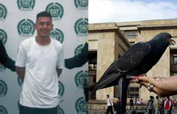 Ronald Stiven Trigos Rodríguez ya habría cometido ataques similares en Ocaña. En el más reciente habría decapitado a diez palomas. Foto: Fiscalía, Colprensa.