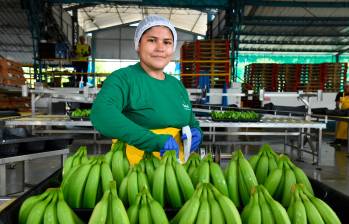 Sector bananero, protagonista en la protección del medio ambiente en Urabá