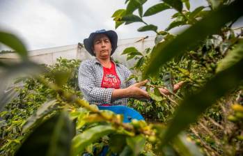 Asoexport advierte que la revaluación del peso y el aumento de los costos operativos están reduciendo los márgenes de los exportadores de café. FOTO JUAN ANTONIO SÁNCHEZ