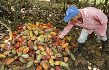 Productores también solicitaron la intervención de la Superintendencia de Industria y Comercio, con el fin de investigar posibles acuerdos ilegales entre comercializadores que estarían afectando los ingresos de los productores. Foto: Juan Antonio Sánchez