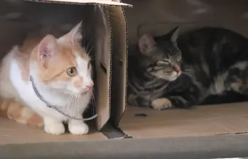 Más de 1.300 felinos han sido rescatados este año en Medellín. Foto: cortesía.