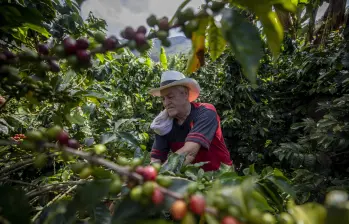Las principales regiones productoras en el mundo son Brasil, Indonesia, Vietnam y Colombia. Foto: Camilo Suárez 