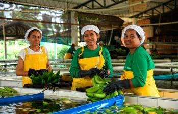 Urabá: una región llena de frutos