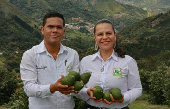 Nelsy y José, líderes de Produscas, en Caicedo. La Asociación transforma la vocación agrícola de los minifundios a través de la tecnificación. FOTO MANUEL SALDARRIAGA