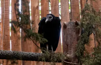 Este chulo es el valiente sobreviviente de la matanza en Guarne. Volvió a la libertad a limpiar su ecosistema. FOTO: CORTESÍA