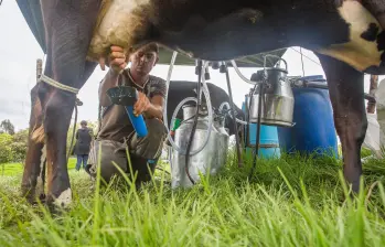 La producción de leche en Colombia alcanzó un récord histórico en 2025, impulsada por mejores condiciones climáticas y mayor consumo interno. FOTO EL COLOMBIANO