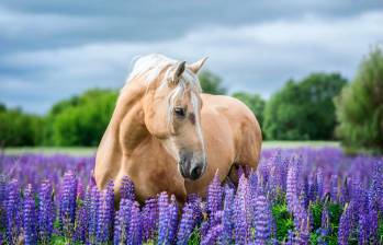 En el mundo hay alrededor de 60 millones de caballos. FOTO: Getty