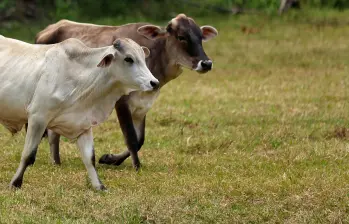 La nueva ley busca garantizar que la ganadería en Colombia esté libre de deforestación y cuente con trazabilidad desde el origen del ganado. FOTO COLPRENSA