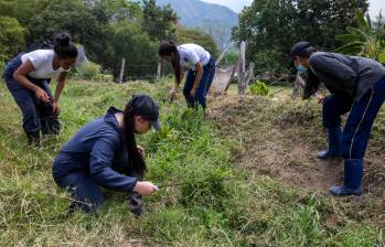 El agro fue uno de los motores de la actividad económica en Colombia, que según el Dane creció 2,49% en febrero de 2024. FOTO EL COLOMBIANO