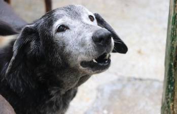 Un total de 80 mascotas, como este perrito, buscan un hogar para pasar sus años dorados rodeados de amor y tranquilidad. FOTO: Cortesía Alcaldía de Medellín