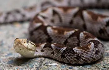 La mapaná es la serpiente con la mayor cantidad de casos de mordidas en el Valle de Aburrá. Para remediarlo, los expertos recomiendan manejar bien las basuras y no matar a sus depredadores (zarigueyas y otras serpientes). Foto Camilo Suárez.