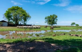 El estudio, destacado por el Frontiers Planet Prize, demuestra que la diversificación agrícola beneficia a la biodiversidad y a las comunidades rurales. FOTO cortesía TNC