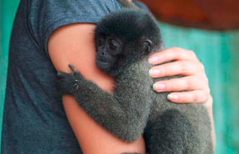 Individuo joven de mono lanudo gris junto a su dueña en Atalaya, Perú. Foto: Agencia SINC / Pedro Romero Vidal.