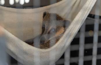 Las especies silvestres terminan convertidas en mascotas después de que son cazadas. FOTO: CORTESÍA CORANTIOQUIA