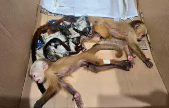 Los animales rescatados en el aeropuerto José María Córdova presentan cuadros severos de deshidratación, signos de malnutrición y maltrato, lesiones cutáneas y estrés. FOTO: Tomada de X @cornare