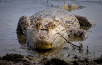 De acuerdo con la investigación de la Unión Internacional para la Conservación de la Naturaleza en Colombia, en Colombia hay 1.302 especies en peligro de extinción y una de ella es el cocodrilo llanero. FOTO: COLPRENSA