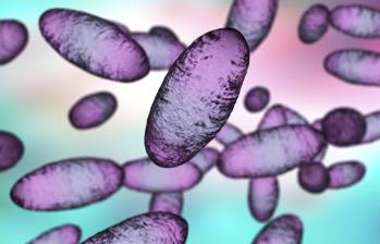 La peste neumónica es la forma más peligrosa de la peste, una enfermedad infecciosa causada por la bacteria Yersinia pestis que puede transmitirse por vía aérea de persona a persona y matar en menos de 24 horas sin tratamiento. FOTO Science Photo Library via AFP