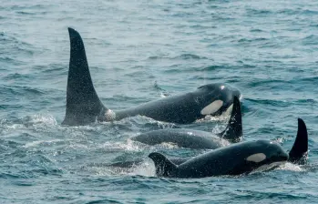 La población de ballenas del mar de Salish está en peligro de extinción. En el último censo, el año pasado se contabilizaron solo 73 ejemplares. Foto Getty. 