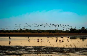 Imágenes de la reserva familiar La Palmita, en el Casanare, que es administrada por Catalina Mora. En esa región existe un entramado de humedales, ríos y sabanas con una función silenciosa. FOTO Cortesía Bruno Ferreiro/WWF
