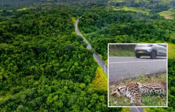 Adelante, un animal atropellado en un tramo de la nueva vía que lleva a Caucasia y al Mar Caribe por el Nordeste antioqueño. Atrás, panorámica del eje vial. Foto: Andrés Camilo Suárez Echeverry y cortesía.