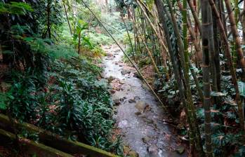 La quebrada La Presidenta es una de las más limpias de todo el Valle de Aburrá. FOTO: Cortesía Alcaldía