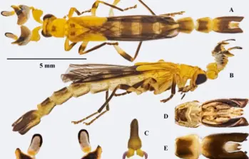 El descubrimiento se dio en Tulenapa, por lo que quienes la hallaron decidieron incluir en el nombre científico esa palabra, que significa “tierra de los conocedores del cosmos”. FOTO Cortesía