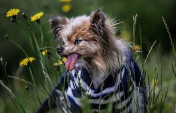 Tristeza por la muerte de Lazare, a sus 30 años y considerado el perro más viejo del mundo. FOTO: AFP 