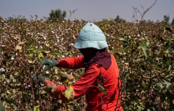Las sequías asociadas al fenómeno de El Niño podrían reducir la producción agrícola y encarecer los alimentos en Colombia durante 2026. FOTO: GETTY