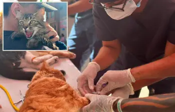 Imágenes de referencia de las jornadas de esterilización realizadas por el Valle de Aburrá. FOTO: Cortesía