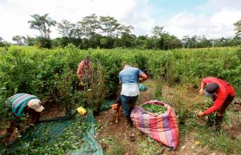 En Colombia hay 253.000 hectáreas de cultivos de hoja de coca. FOTO MANUEL SALDARRIAGA 